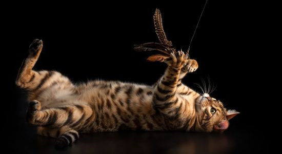 bengal male cat playing with fish toy lying on back