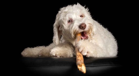 fluffy white labradoodle girl chewing on big stick