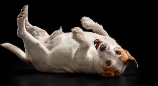 senior jack russell boy lying on back with four legs in the air
