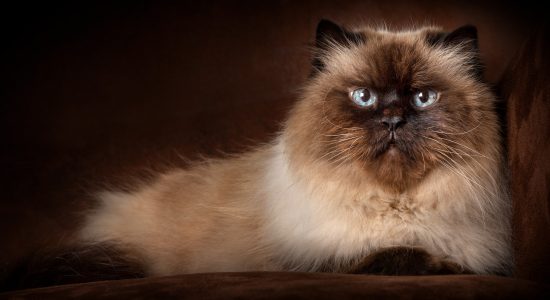 cream and brown female himalayan cat lying down