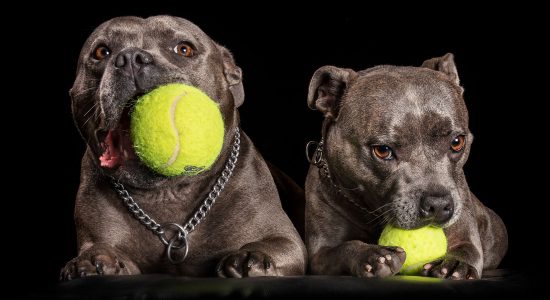 blue staffy fuf-sisters each with yellow ball in mouth