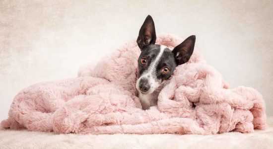 black and white mini fox terrier cross snuggled wrapped in pink blanket