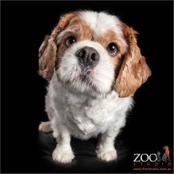 fixed stare from blenheim male cavalier king charles spaniel