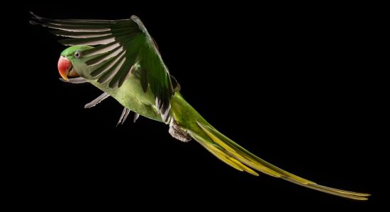 wings flapping in flight alexandrine parrot