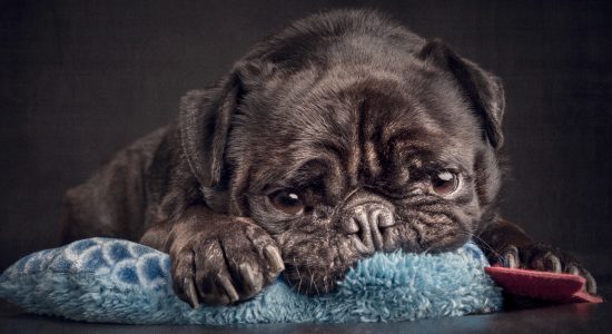 sooky black pug resting head on blue blanket