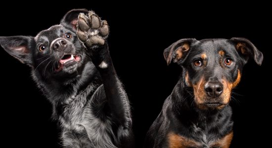 high-five from black female border collie cross and black and tan cattle dog cross