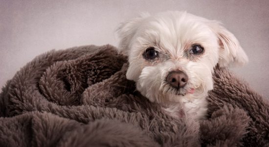 Miniature Maltese Shih Tzu snuggled up in her blanket.