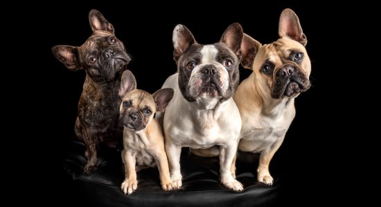 four fur-siblings sitting together french bulldogs