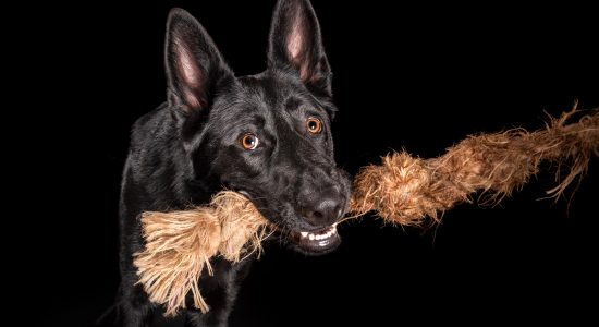 German Shepherd chewing on rope toy.