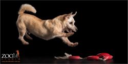 giinger australian terrier pouncing on sausage toy
