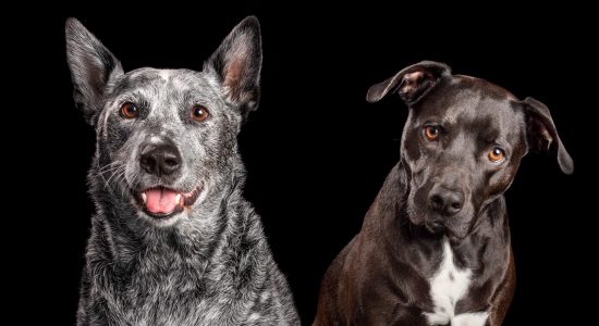 smiling girl blue cattle dog with fur-brother staffy cross