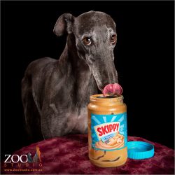 greyhound girl licking from a jay of peanut butter