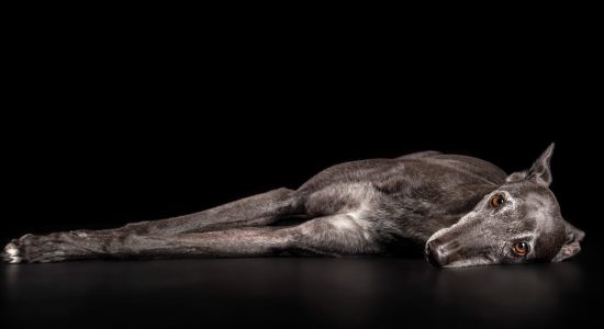 relaxed black greyhound girl lying down