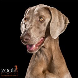 Pretty Weimaraner looking adorable.