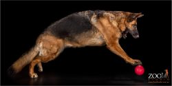 Gorgeous German Shepherd leaping for a ball.
