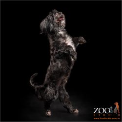 Adorable Maltese x Silky Terrier jumping.