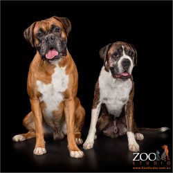 Two Beautiful Boxers sitting together.