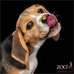 Gorgeous Beagle puppy licking peanut butter off his nose.