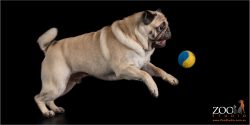 Cute Pug playing with a ball.