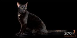 Beautiful black cat sitting pretty.