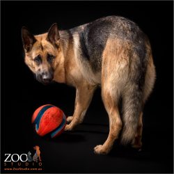 Adorable German Shepherd standing over a ball.