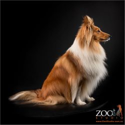 Gorgeous Shetland Sheepdog sitting pretty.