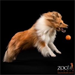 Adorable Shetland Sheepdog playing with a ball.