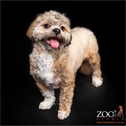 Cute Lhasa Apso posing for the camera.