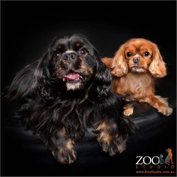 Two adorable Cavalier King Charles Spaniels sitting on an ottoman.