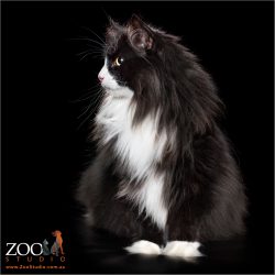 Lovable black and white Norwegian cat side profile.