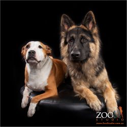 Beautiful German Shepherd and Staffordshire Terrier sitting together.