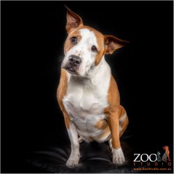 Adorable Staffordshire Terrier sitting quietly.