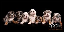 element mål sekundær Sneak Peeks of a Litter Of Six Merle Australian Bulldog Puppies - Zoo Studio
