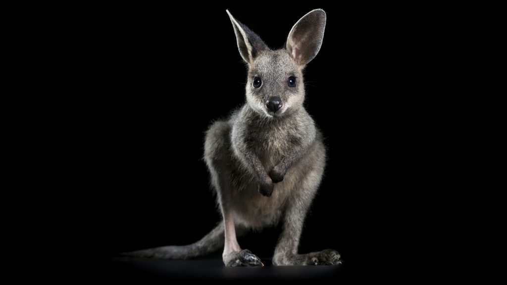 Wallaby-cute-baby-australia-wildlife-help-save-bushfire