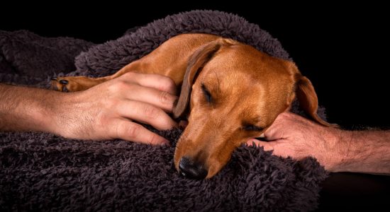 adorable-sausage-dog-sweetheart-sleeping-gorgeous-peaceful-man-hugs