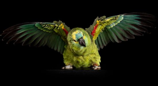 amazon-parrot-curious-inquisitive-beautiful-colourful