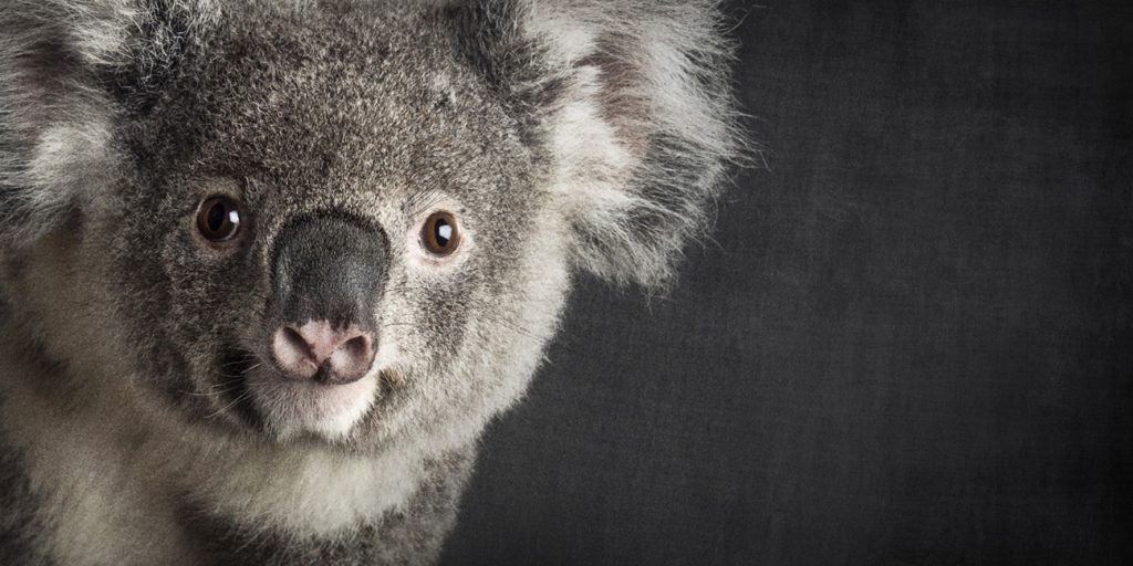 Port-Macquarie-Koala-Hospital-wildlife-melbourne-pet-photography-photographer-studio