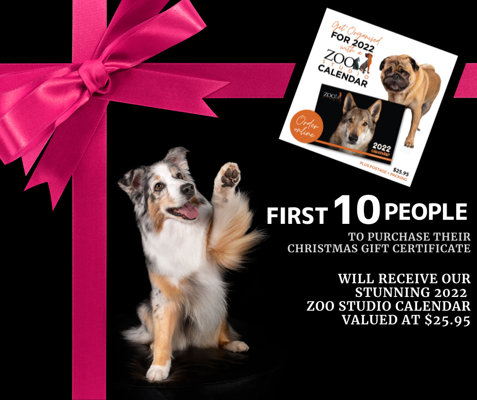 Christmas-Gift-Certificate-2021-Melbourne-Pet-Photography-Brisbane-Pet-Photography