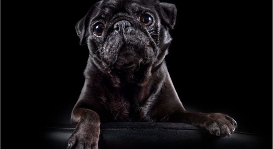 pet dog photography melbourne