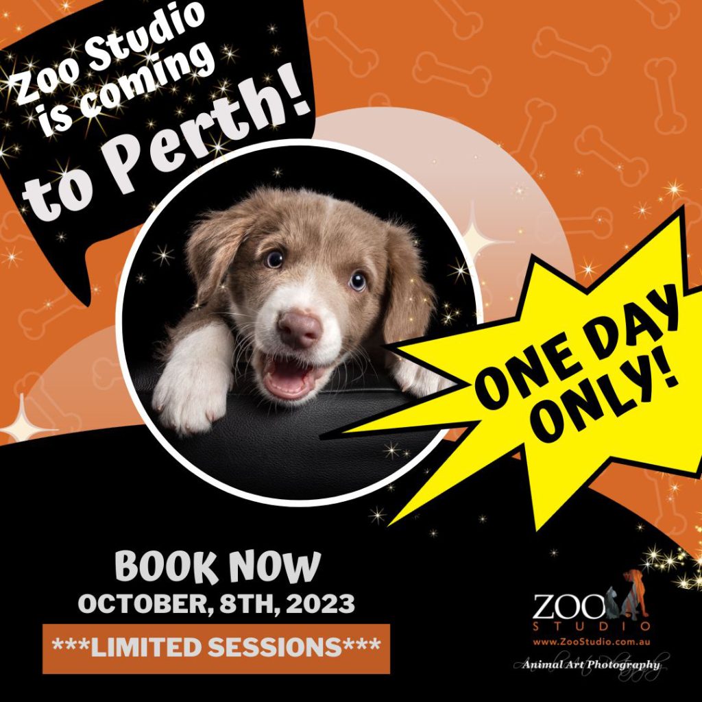 zoo-studio-perth-pet-photography